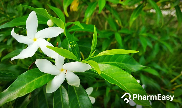 Tagar: Uses, Benefits, Side Effects & More | Doctar