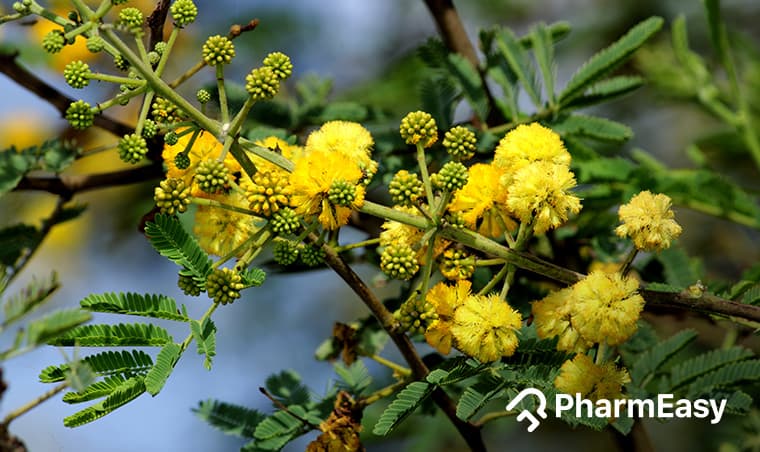 Babool Tree: Uses, Health Benefits, Side Effects & More