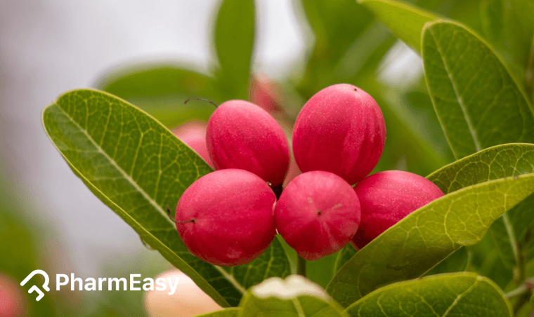 Karonda Benefits: Uses, Side Effects & Health Advantages