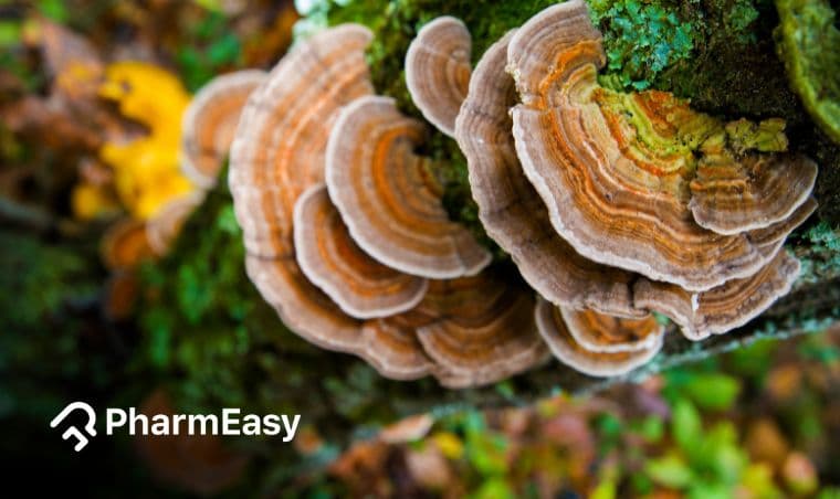 Turkey Tail Mushroom: Your Guide to Health Benefits & Uses