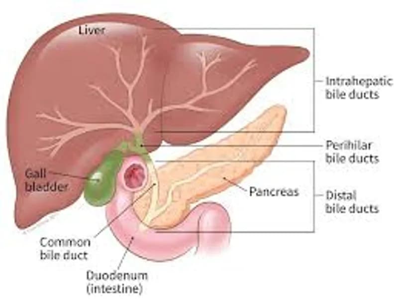 Best Bile Duct Doctor in Kolkata: Expert Biliary Care
