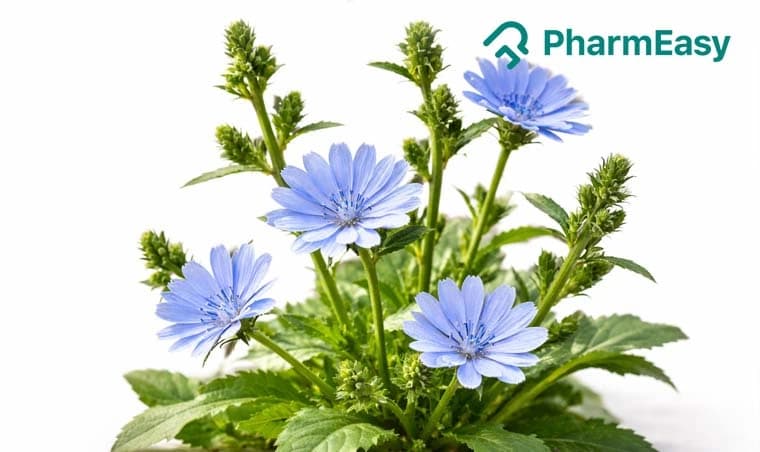 Chicory (Kasani): Health Benefits, Uses & Side Effects