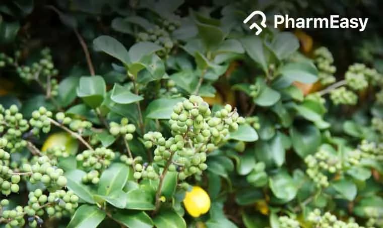 Medohar Guggulu: Ayurvedic Weight Management & Benefits