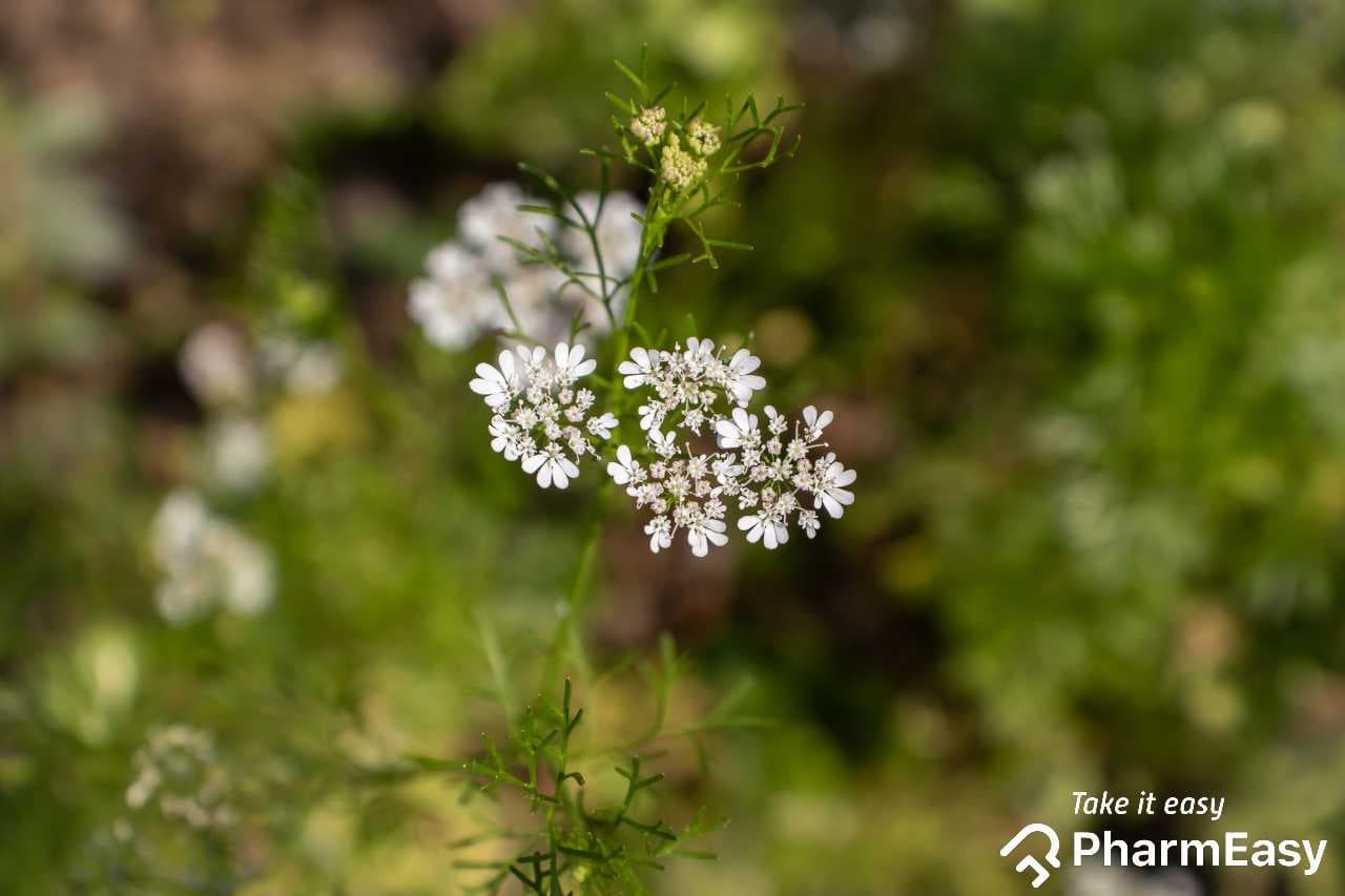 Dhania (Coriander): Health Benefits, Uses & Risks