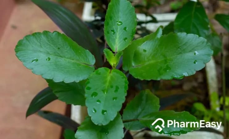 Patharchatta Uses, Benefits & Side Effects by Dr. Smita Barode