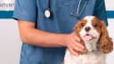 Vet N Pet Hospital