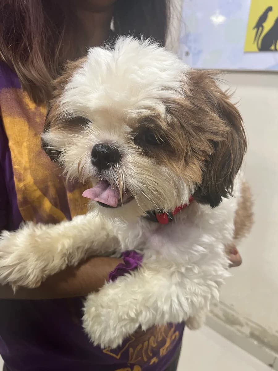 Cessna Lifeline Veterinary Hospital - Domlur image 1