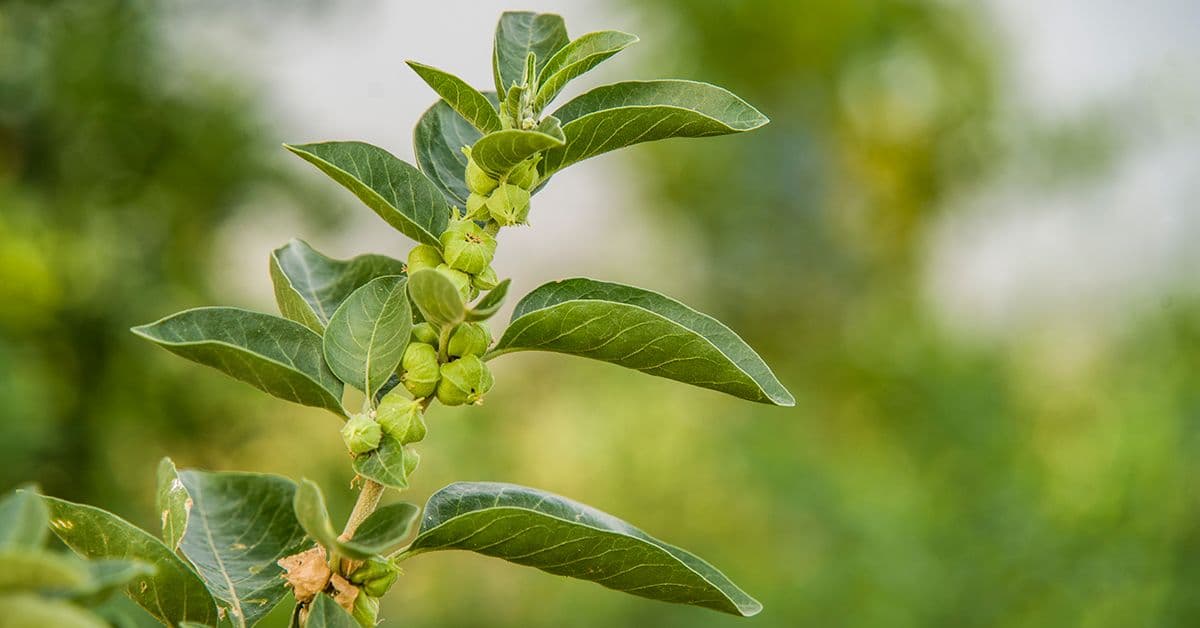 Ashwagandha: A Powerful Ayurvedic Herb for Modern Wellness