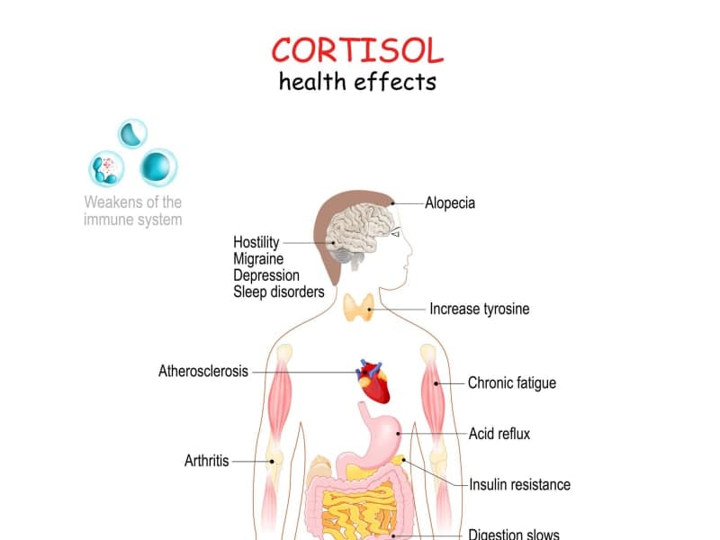 How Chronic Stress Physically Damages Your Body Over Time